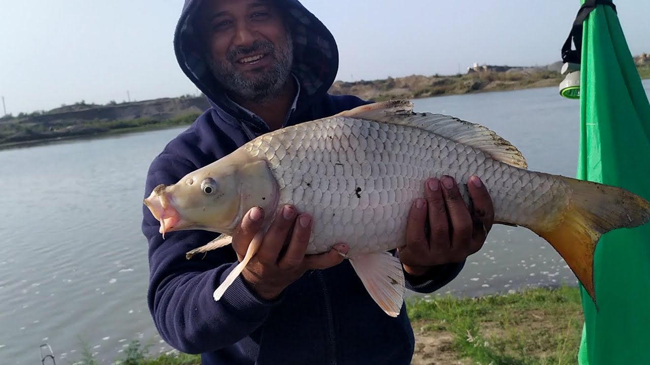 Dekabr ayında Sazan və Sıf (sudak) ovu. Oхота на сазана и судака. Carp hunting. Carp avı. Sazan avı