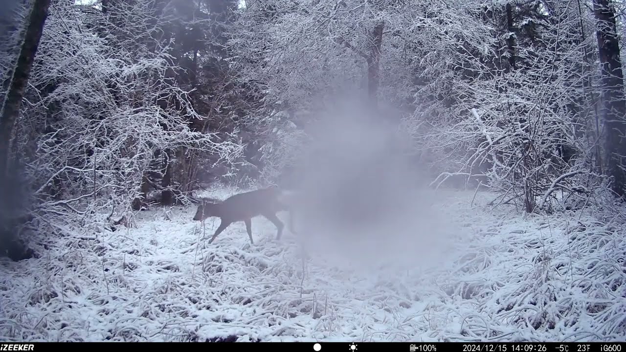 Rajakaamera/ Wildcamera vol 37