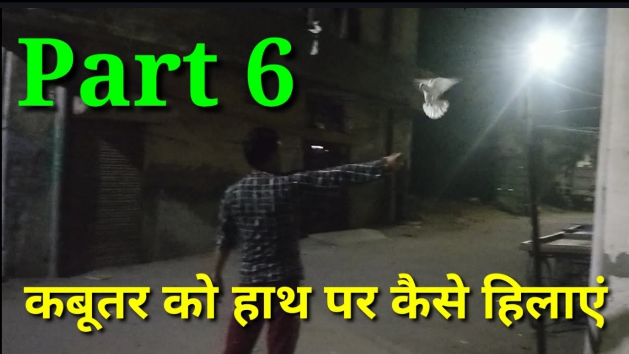 Kabutar Ko haath pr kese hilaye. Part 6