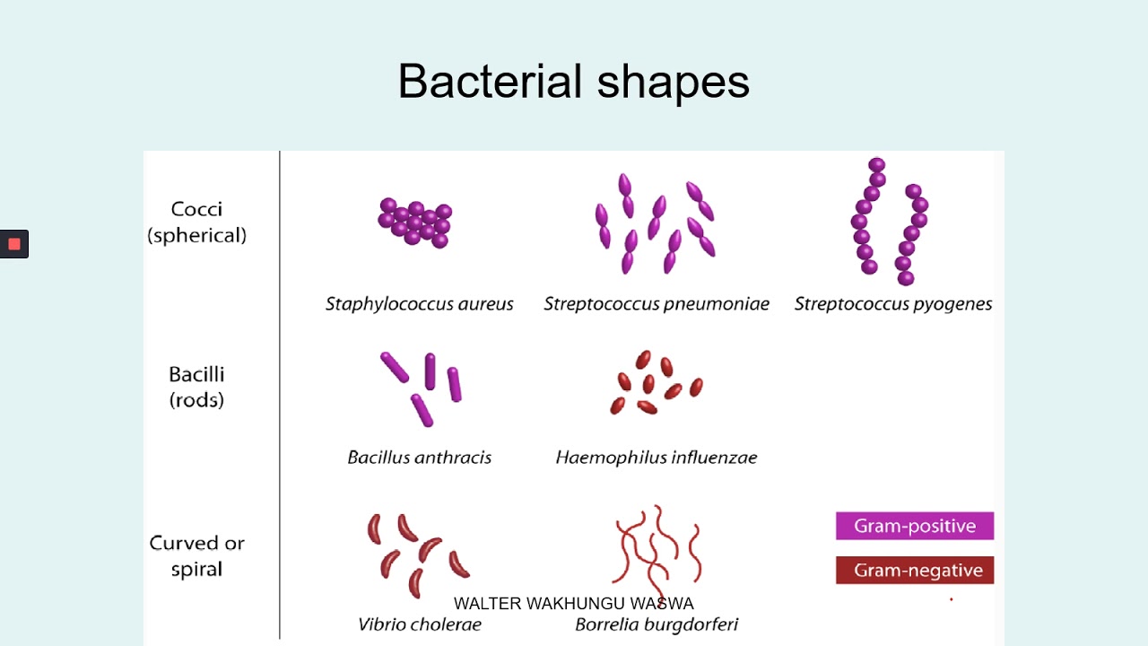 INTRODUCTION TO MEDICAL MICROBIOLOGY