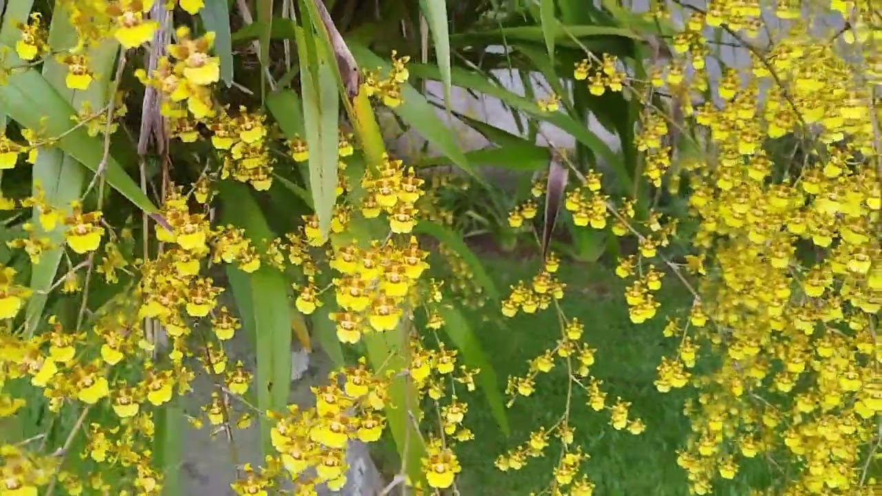 orquídea oncidium chuva de ouro e os cuidados de cultivo.