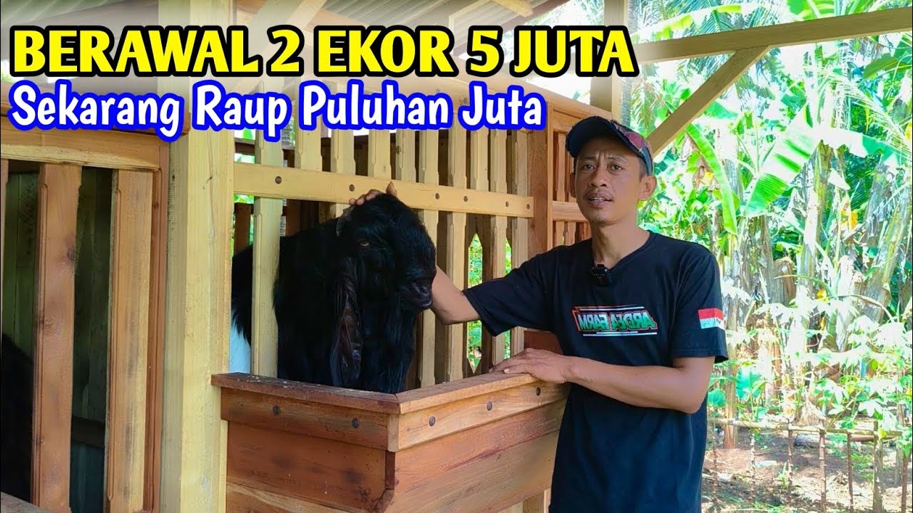 Sukses Ternak Kambing PE‼️Modal 2 Ekor Sekarang Puluhan Ekor 