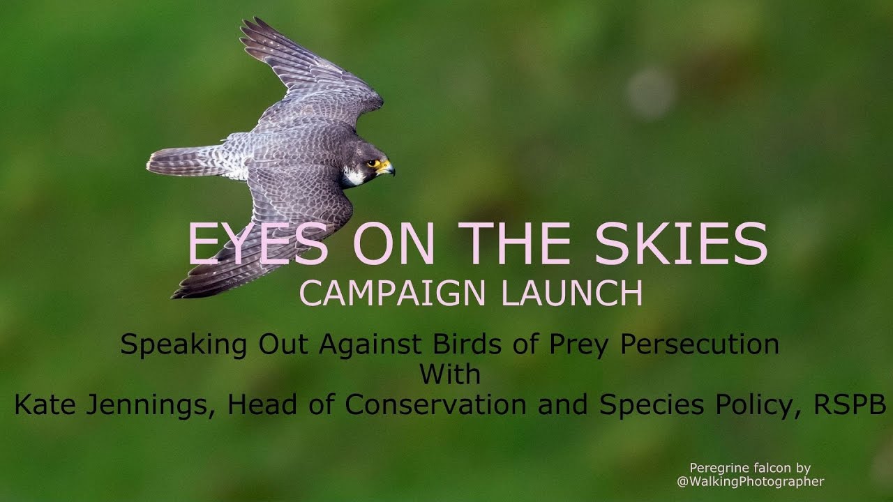 Eyes on the Skies launch - Speaking Out Against Birds of Prey Persecution