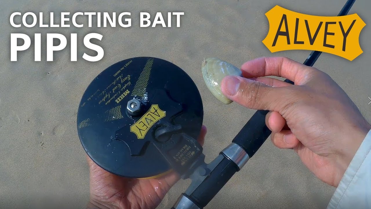 Collecting Pipis and Surf Beach Fishing With Alvey Reel - Sunshine Coast