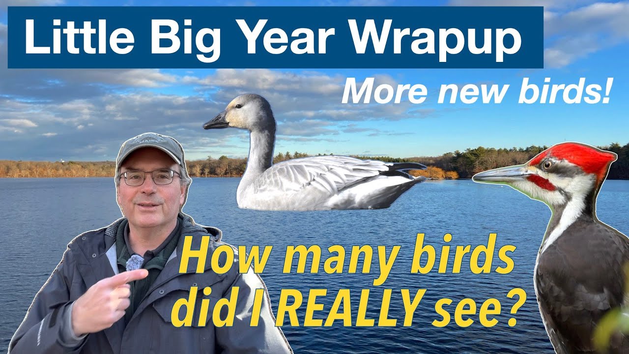 LIttle Big Year Wrapup:  Final total, top-10 best birds, and my plans for 2025!