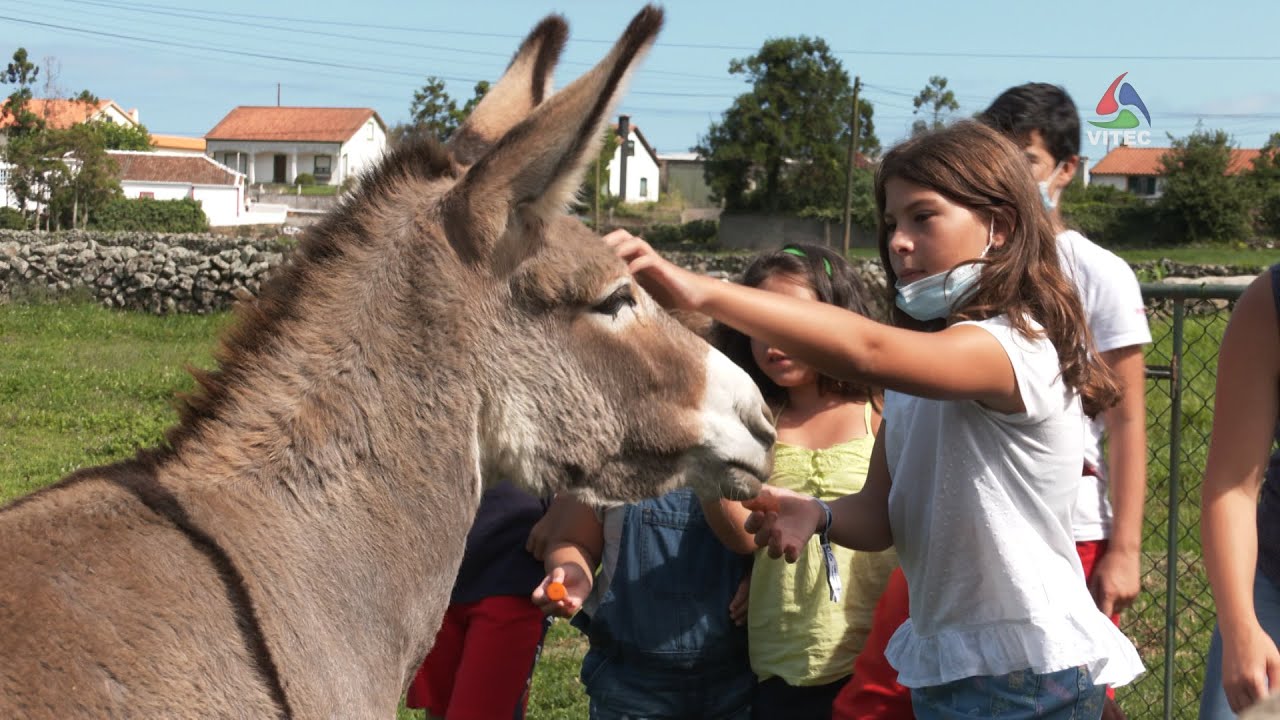 Crianças interagem com burros anões da Graciosa – Terceira Dimensão 1774