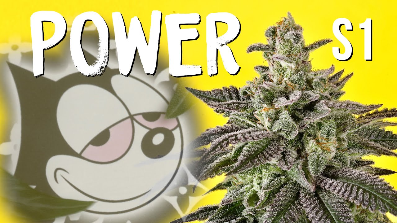 Power S1 (Seed to Harvest) Copycat Genetix | BESTVA Pro 4000 LED Grow Light