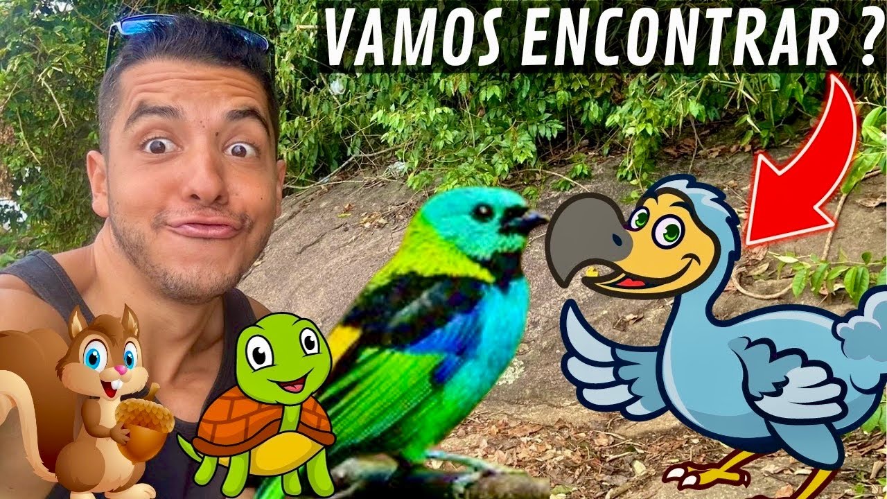 Procurando AVES na TRILHA de UBATUBA | Sairá 7 Cores | Dodô | Mangue | Tartaruga | Aves Recriar