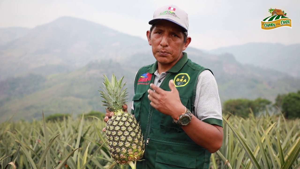 EL CAMPO A TU CASA - PIÑA (Segunda Parte)