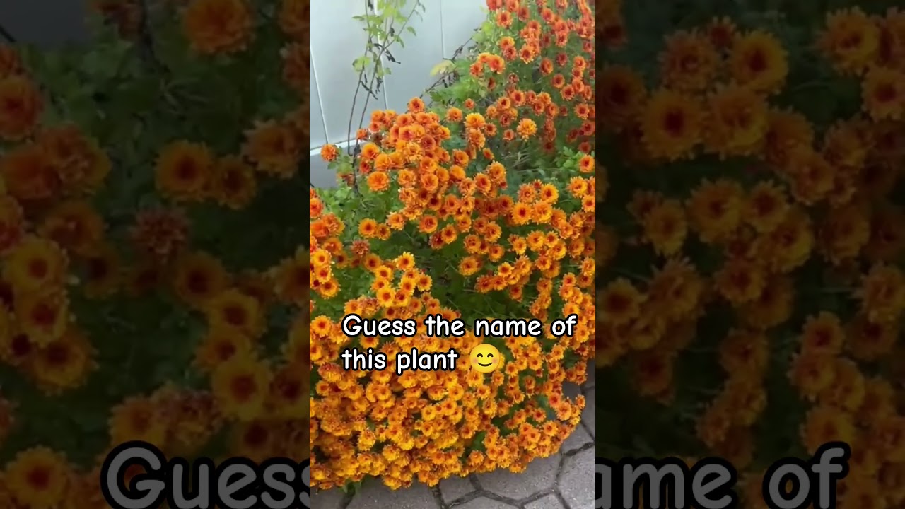 🔥Guess the name of this plant 🔥 #shorts #short #shortvideo