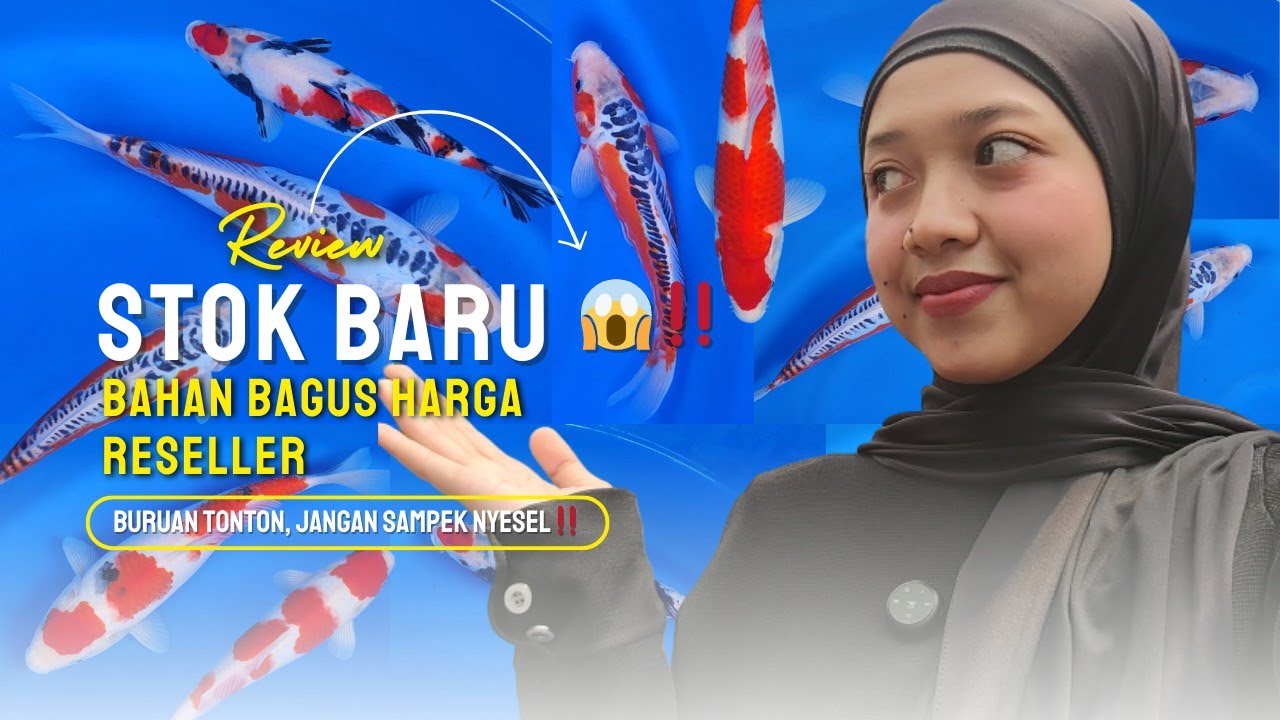KOI MEWAH HARGA RESELLER😱KAPAN LAGI⁉️