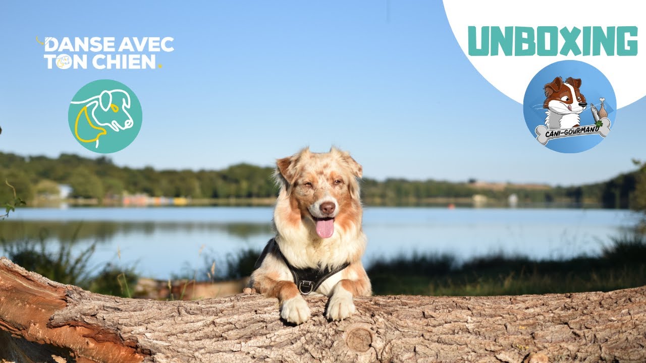 Friandises naturelles pour chien : oreilles et tendons de bœuf, sabots, éperlans - Canigourmand
