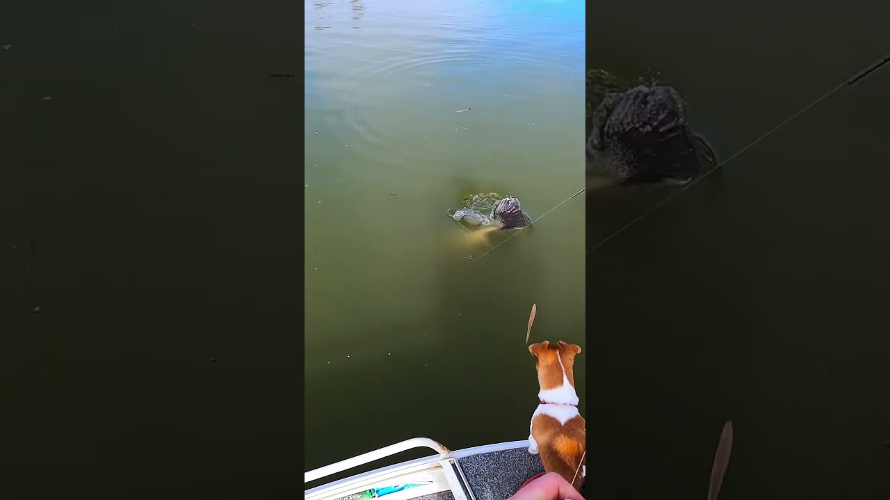 How big was this Murray Cod?? #murraycod #fishing