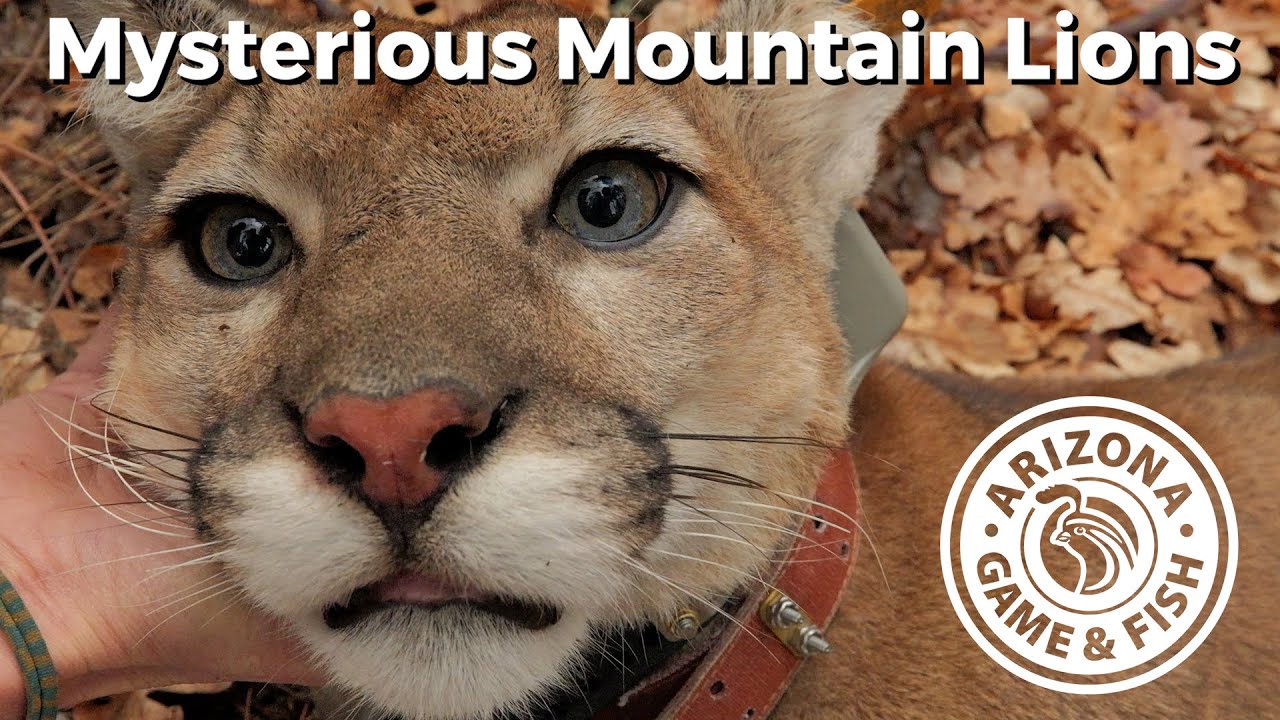 AZGFD's Mountain Lion Survival and Cause-Specific Mortality Study