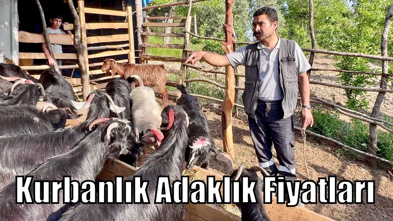 İŞTE KABALA KURBANLIK FİYATLARI ‼️2025 KURBANLIK SATIŞI - Osmaniye