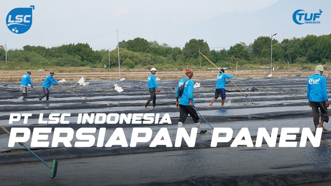 Persiapan Panen Garam PT LSC | Proses, Ketekunan, dan Harapan