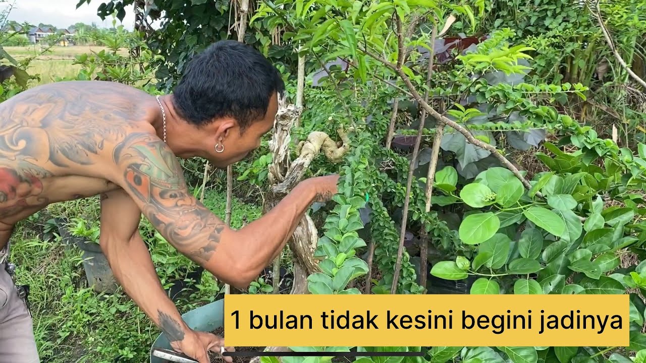1 bulan tidak menyentuh bonsai di kebun, begini kondisi kebun terkini 