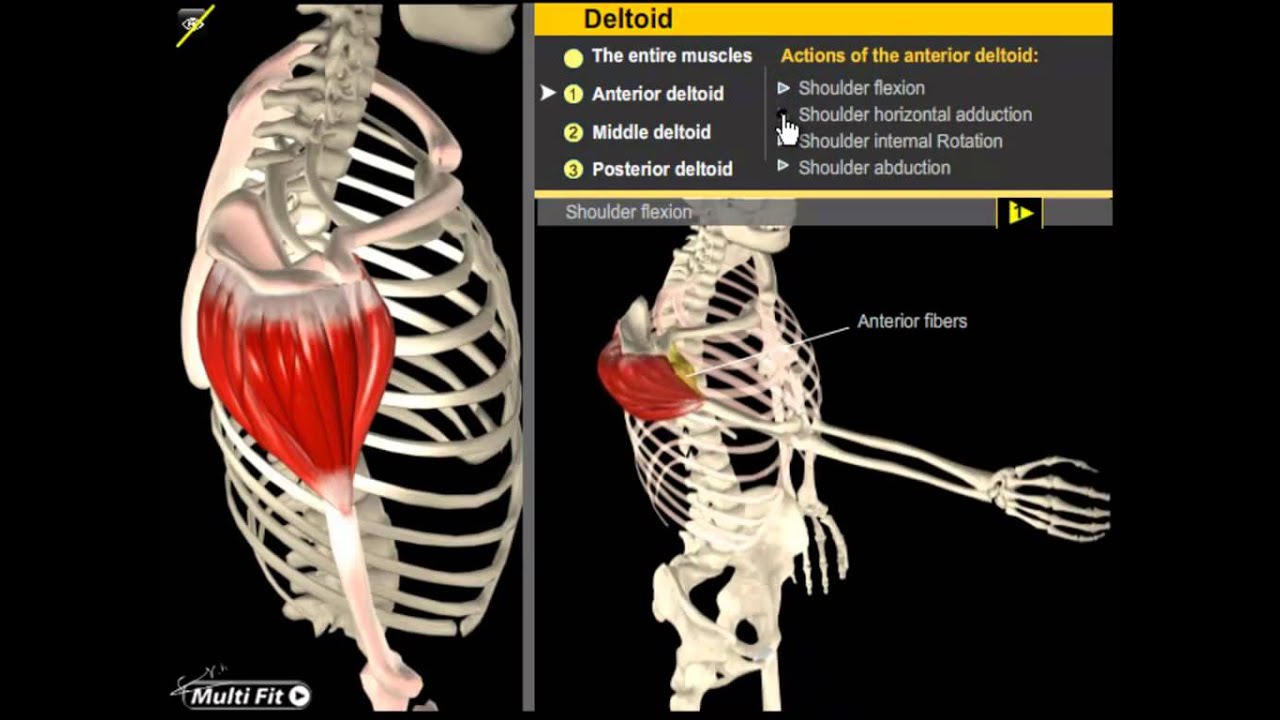 Deltoid Muscles: Build your Shoulder Muscles | Muscle Motion, Anatomy & Kinesiology