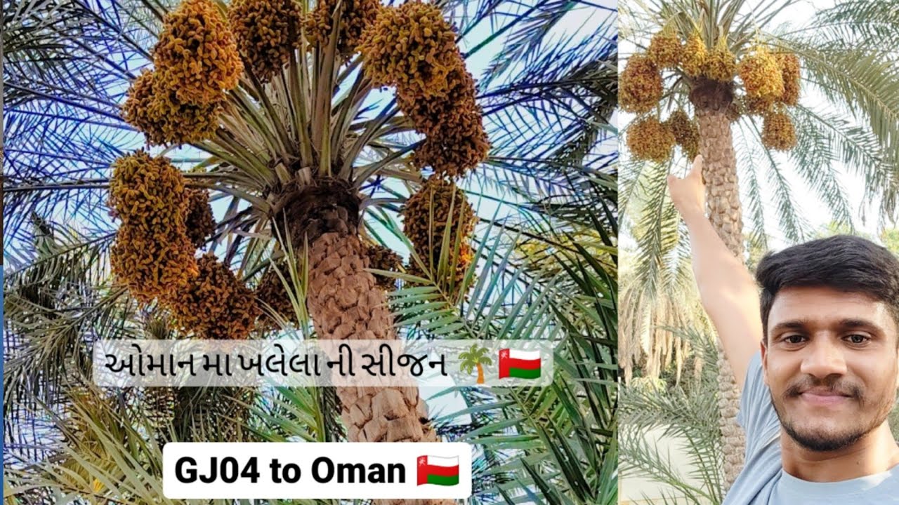 🇴🇲ઓમાન મા ખલેલા ની સિજન 🌴 ઓમાન મા ગુજરાતી નુ મંદિર 🛕 અમારો camp 🏠🏠🇴🇲