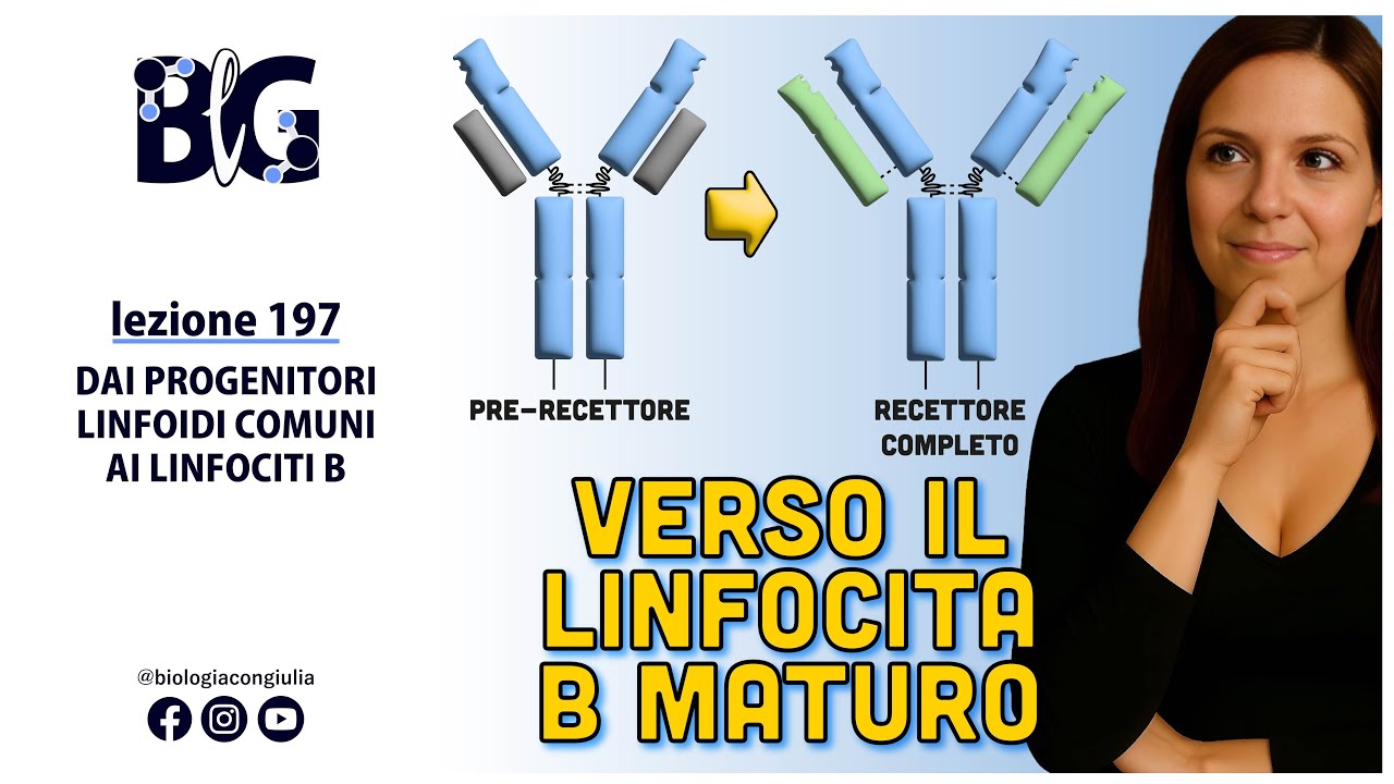 Dai PROGENITORI LINFOIDI COMUNI ai LINFOCITI B