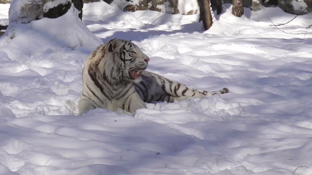 White Tiger Kovi Relaxing in the Snow | Calm Winter Moment