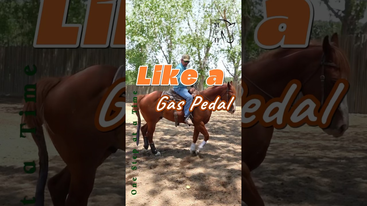 Like a Gas Pedal ~ using our #legs & #feet to #ride a #horse #bodycontrol & #movement  #fyp #shorts
