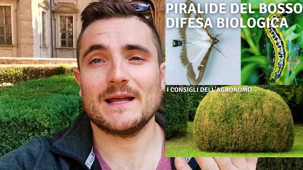 PIRALIDE DEL BOSSO - I SEGRETI PER LA DIFESA BIOLOGICA