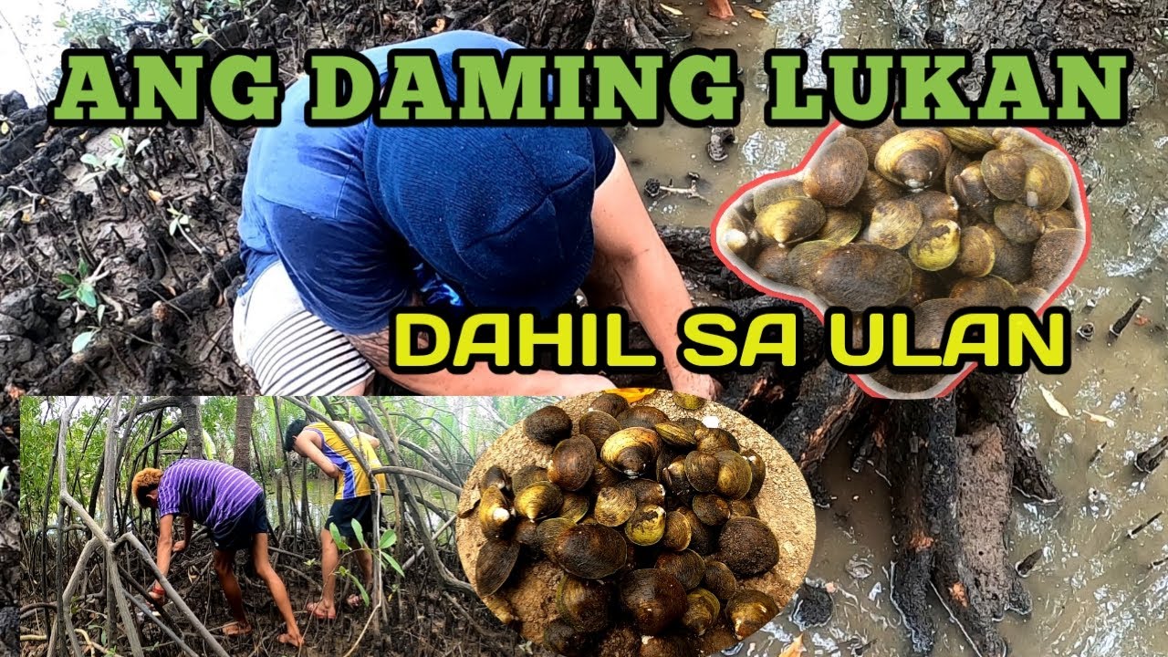 Pangangapa ng tuway or lukan/ MUD CLAMS FORAGE