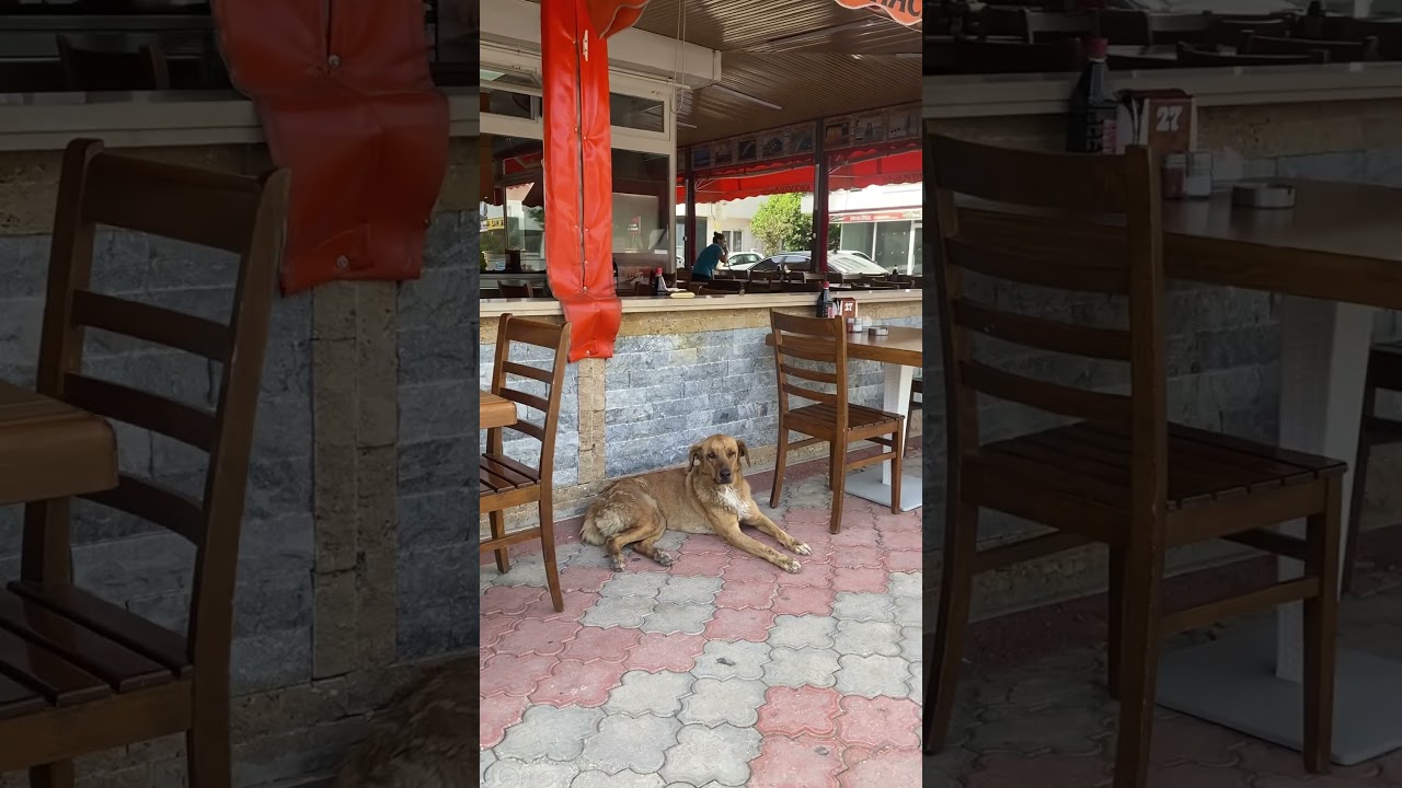 Walk around the city. Antalya Konuksever. Sad dog #shortscities