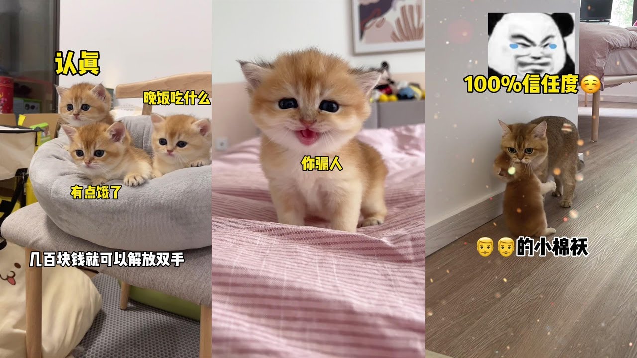 【牛奶是只貓】妹妹竟然發脾氣了！