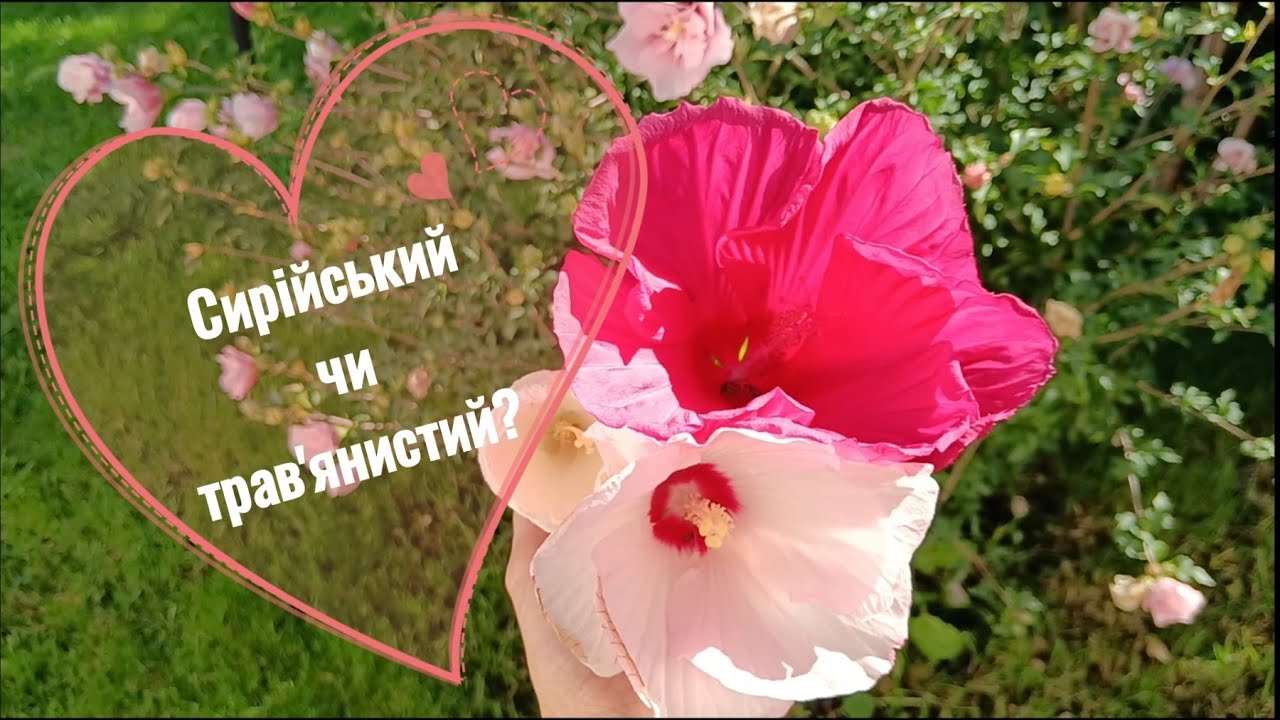 🤔Чому не люблю вирощувати трав'янисті гібіскуси.
