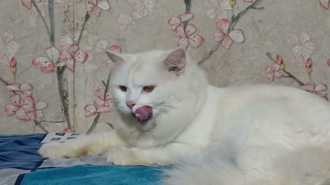 NOOR AND DAISY VIDEO 📹 💓 subscribe 