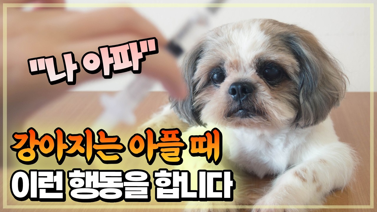 강아지가 아플때 보이는 대표행동 행동 7가지. 주인아 나아파