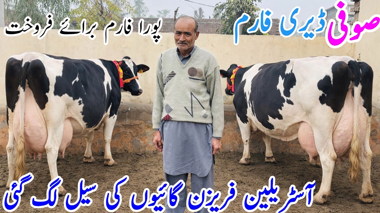 Suffi Dairy Farm | Pure Australian Friesian Cows in Punjab Pakistan | High Quality Cross 