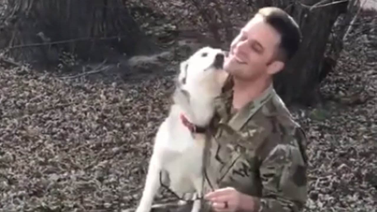 Husky reunites with owner returning home from deployment