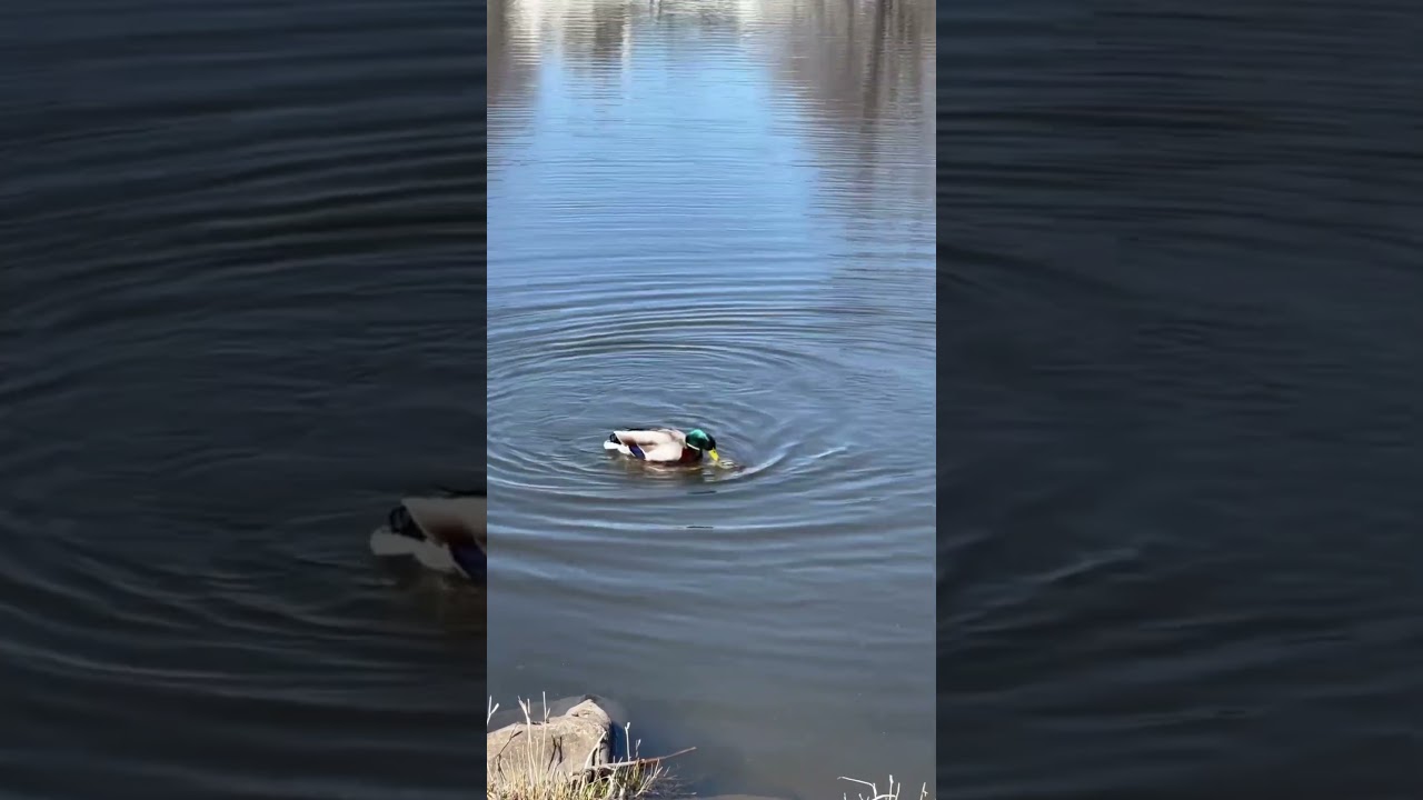 Ducks Outsmart Karen at the Lake!