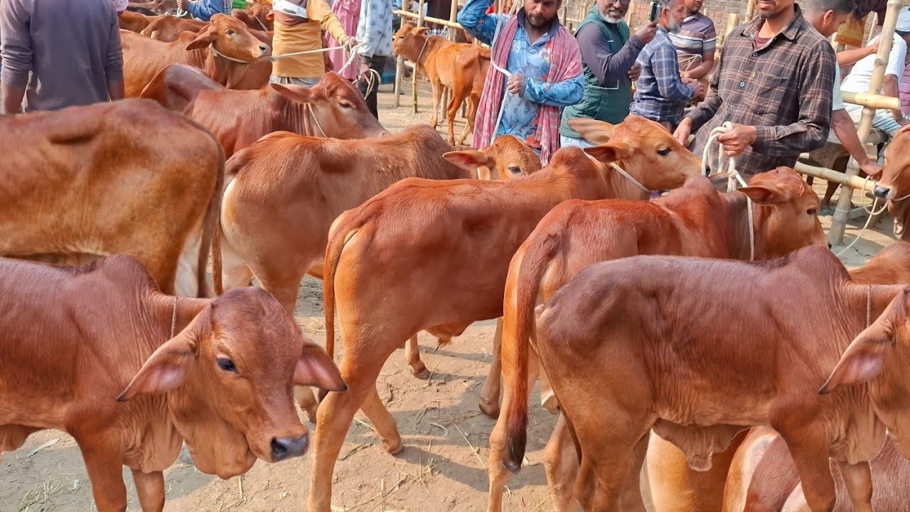 আজ ১৩/৩/২৬ | প্রচুর চাহিদা সম্পন্ন শাহিওয়াল ষাঁড় বাছুরের দাম | আমবাড়ী হাট 
