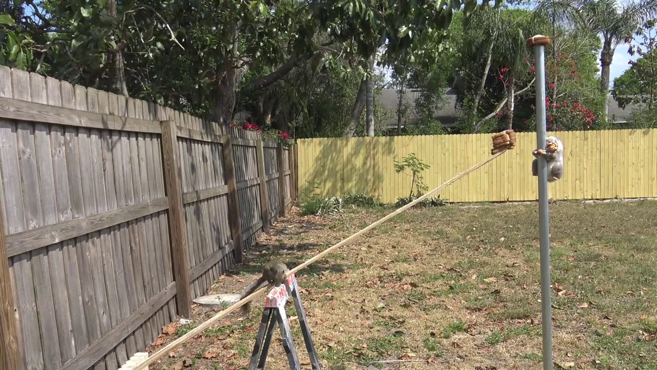 Gray Squirrels vs Obstacle Course