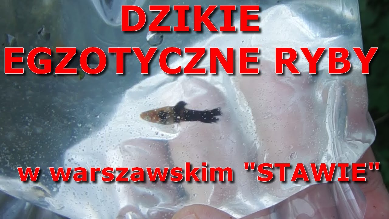 Dzikie egzotyczne ryby w warszawskim 