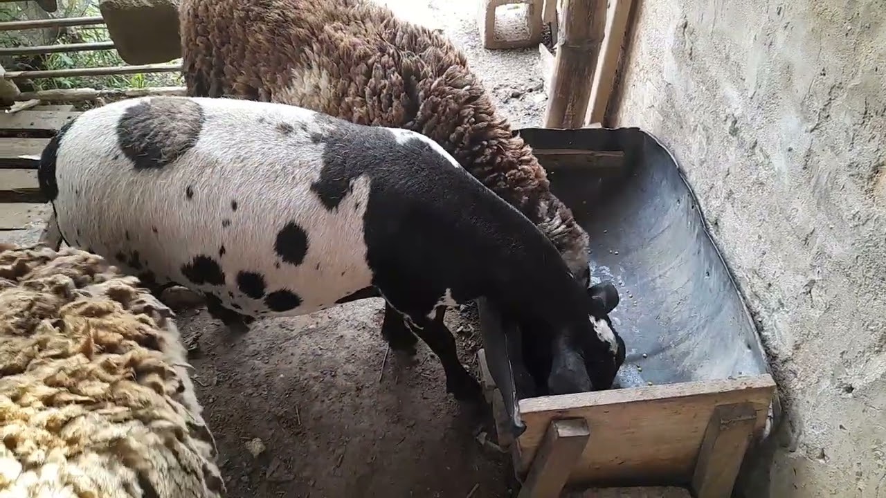 Carneiro du silvano 🐏🐏