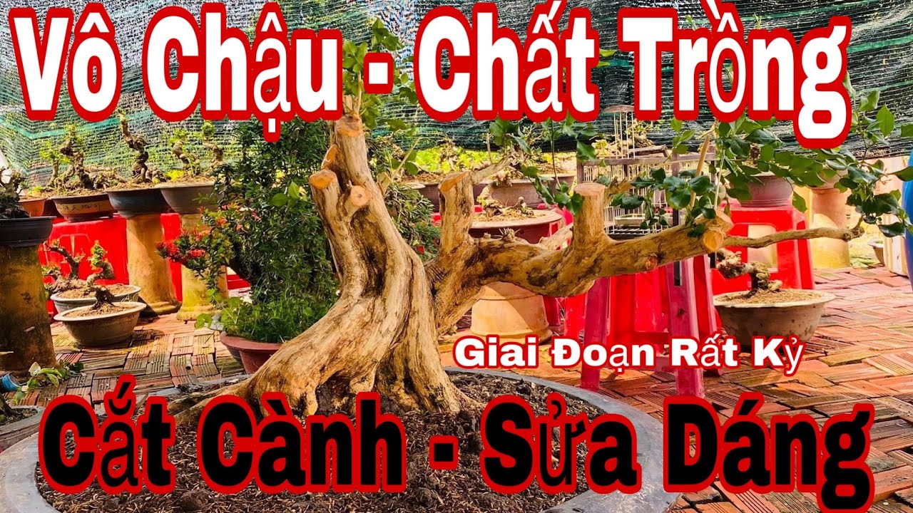 xử lý phôi cây mới mua về - cách nuôi và chăm sóc nguyệt quế bonsai trên chậu