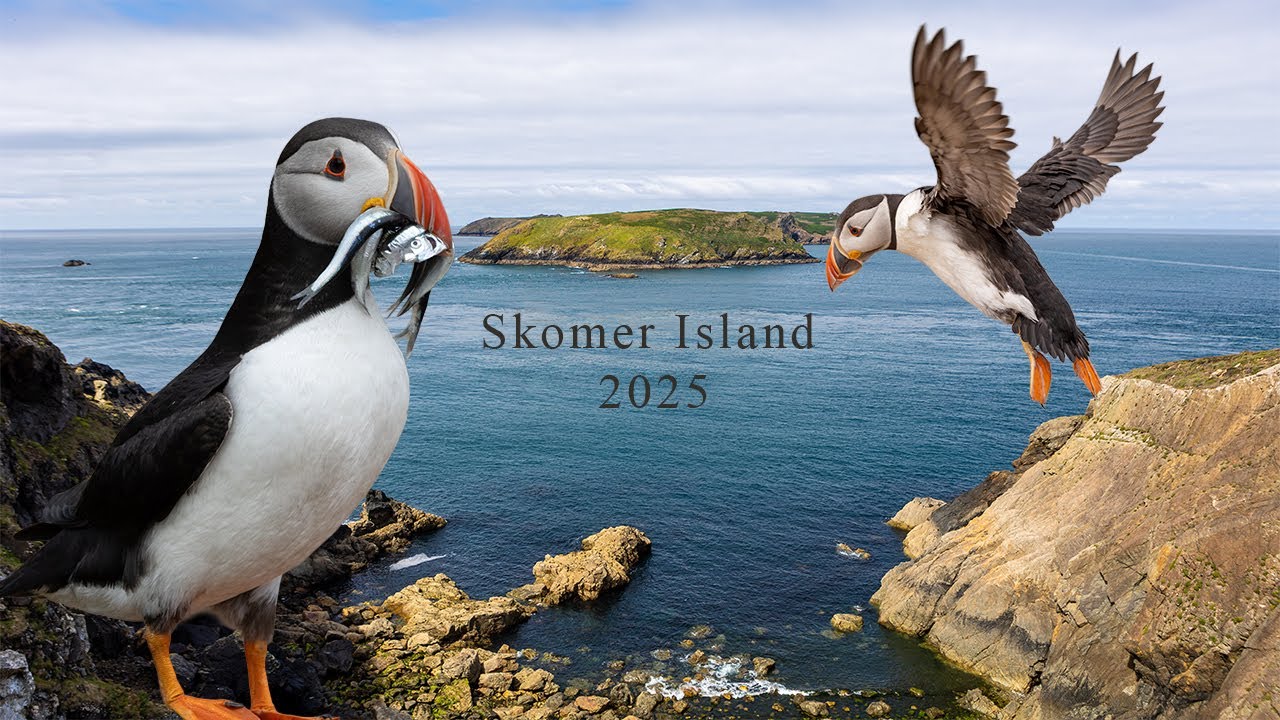 Skomer Island 2025 - Puffins Galore 43,000 of them.