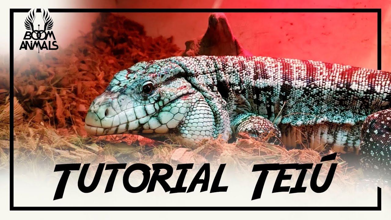 Tutorial: Teiú