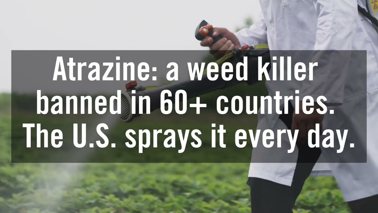 Fighting to Ban Atrazine