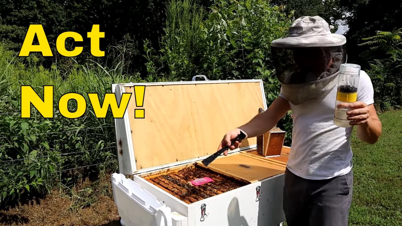 💥Apiguard Thymol Trial Ep. 1 of 3