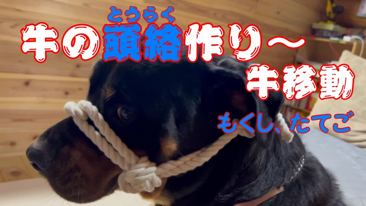 牛の頭絡作りました～牛の移動
