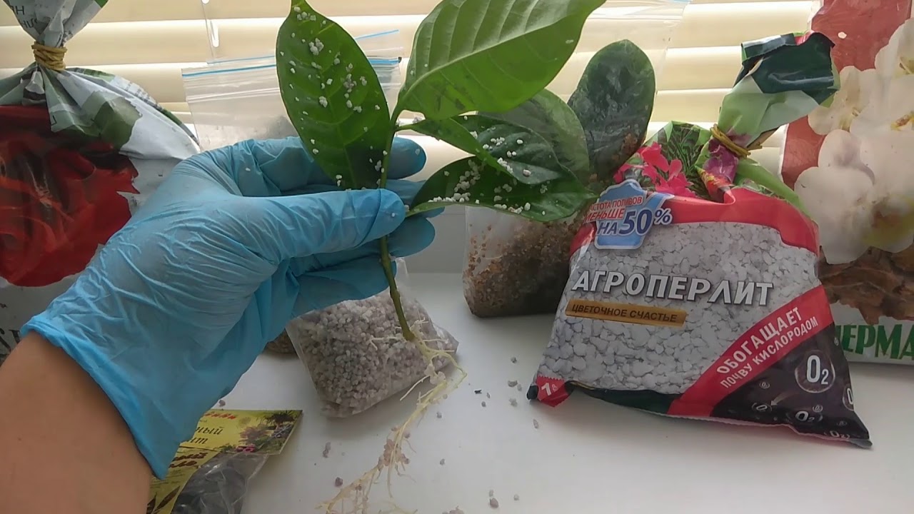 Табернемонтана и Стефанотис, посадка черенков.