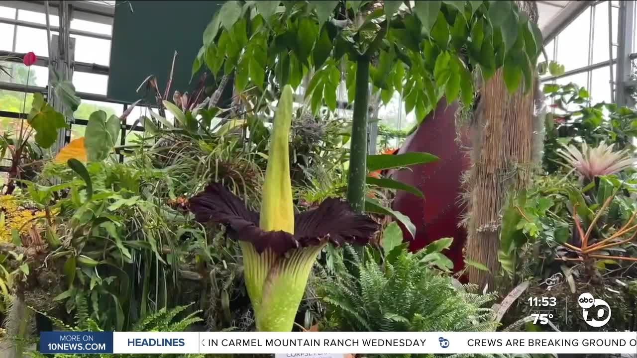 Corpse flower blooms at San Diego Botanic Garden, 2nd of 2024