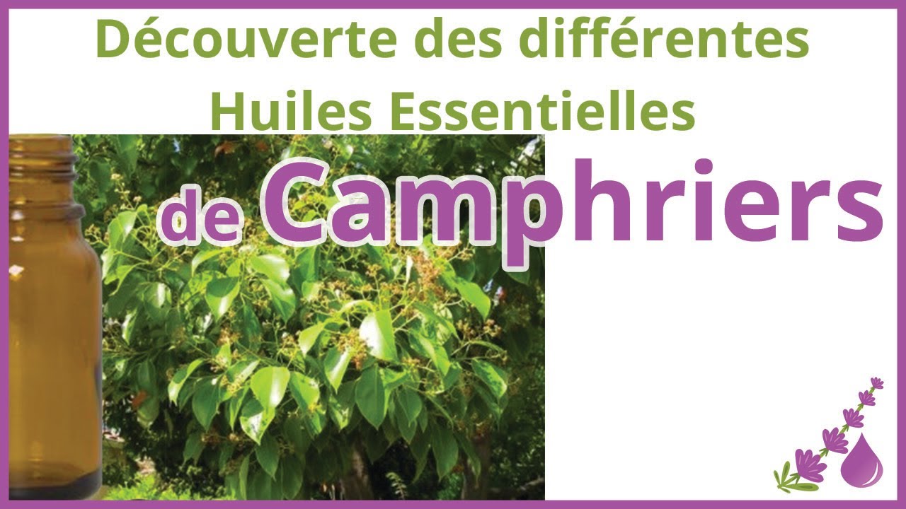 Les diff&eacute;rentes huiles essentielles de Camphriers :  Ravintsara, Camphrier, Bois de H&ocirc;... - Dr Couic