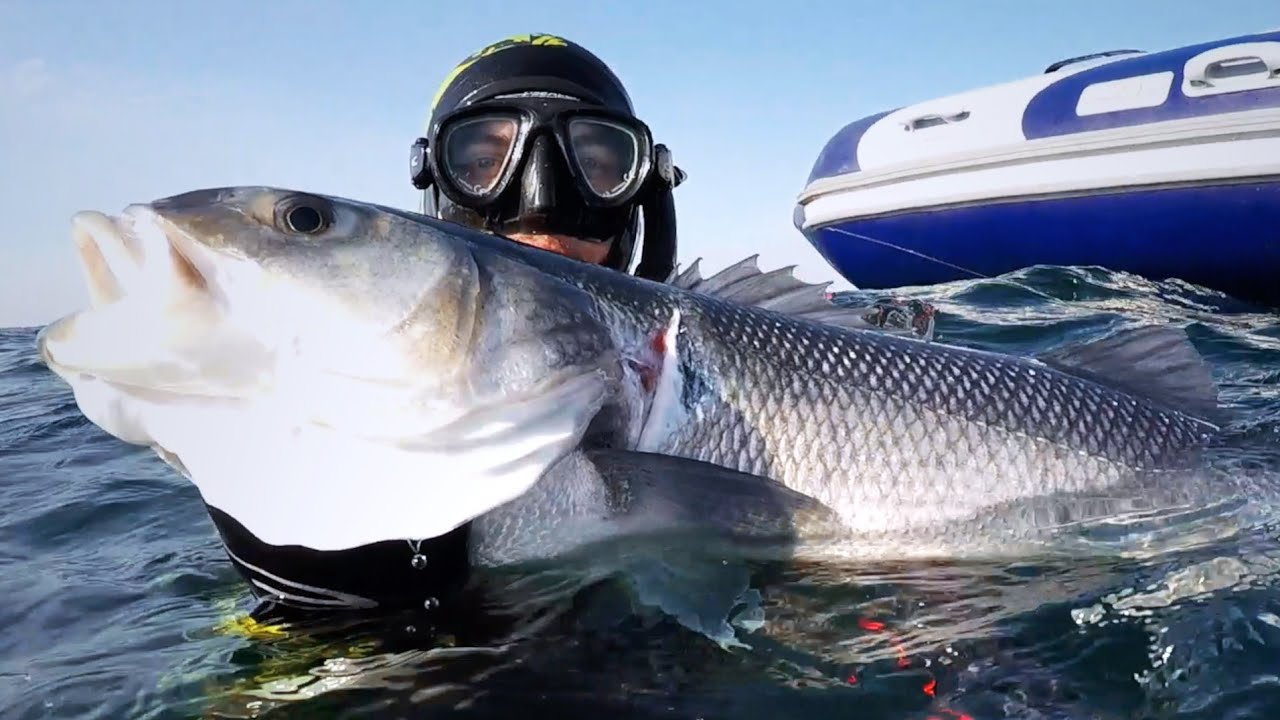 Gros Bars 7 et 6 kilos - Chasse sous marine
